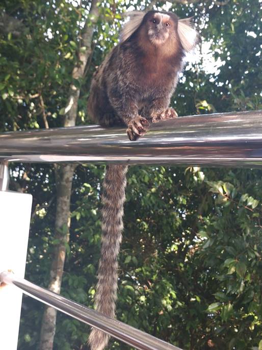 A picture containing tree, outdoor, animal, bird

Description automatically generated