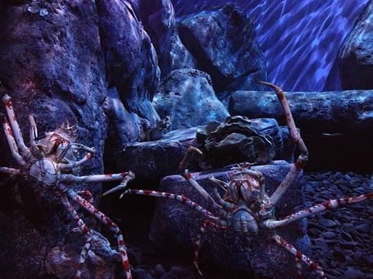 A crab on a table

Description automatically generated