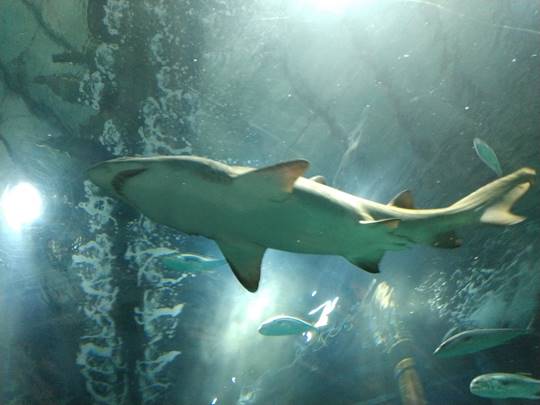 A fish swimming under water

Description automatically generated