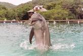 5-Dolphin