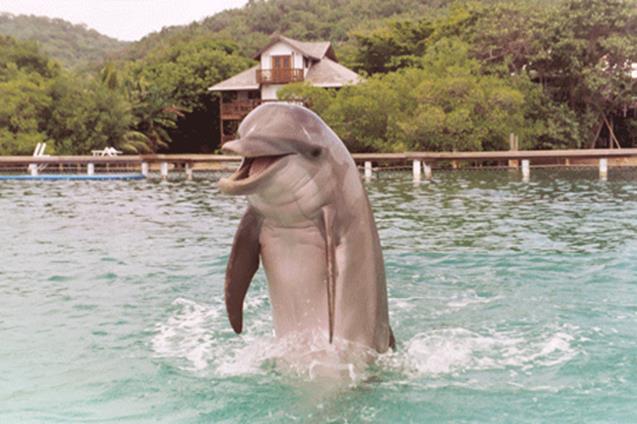 5-Dolphin