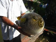 Thailand2 989.JPG