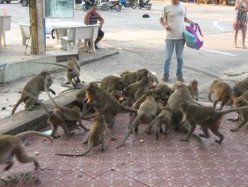 Thailand2 1055.JPG